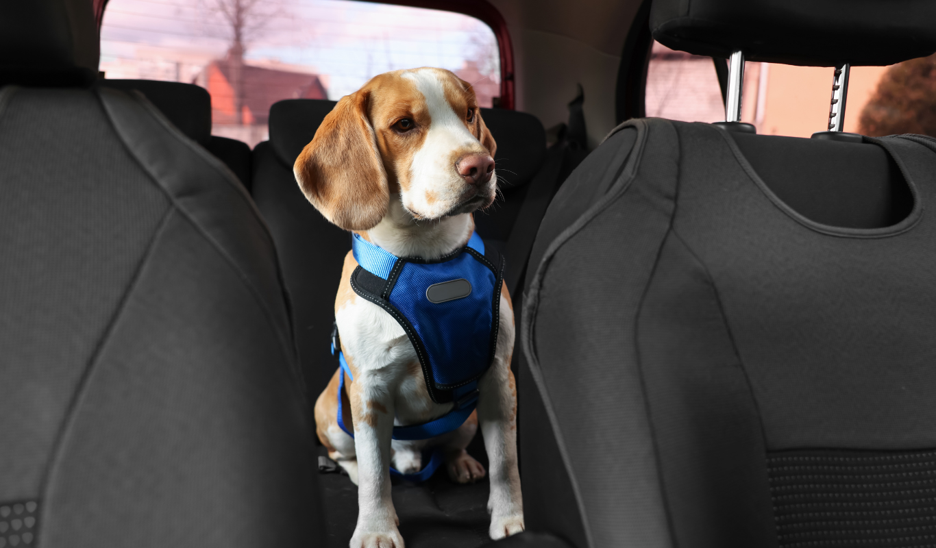 Servicio de Traslado